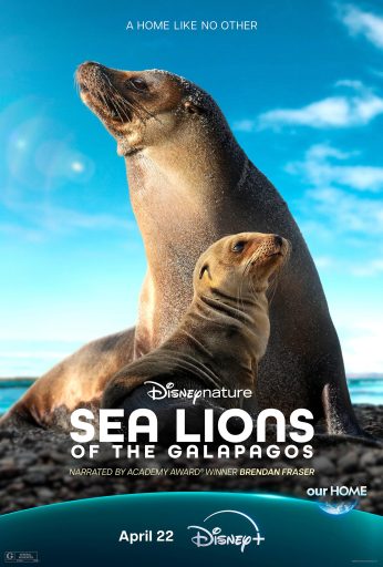 Sea Lions of the Galapagos